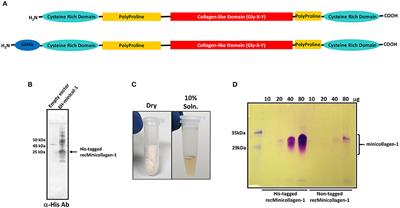 Disulfide Crosslinked Hydrogels Made From the Hydra Stinging Cell Protein, Minicollagen-1